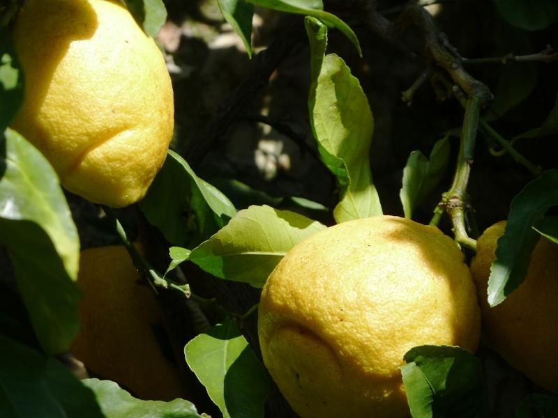Fattoria Di Camporomano Массароза Екстер'єр фото